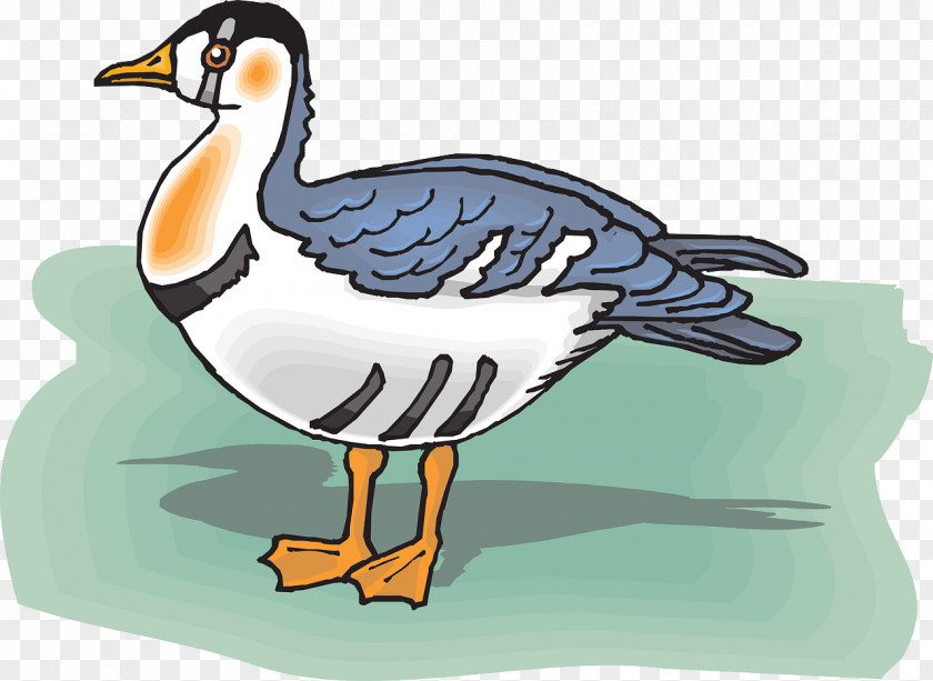 Duck Bird Goose PNG