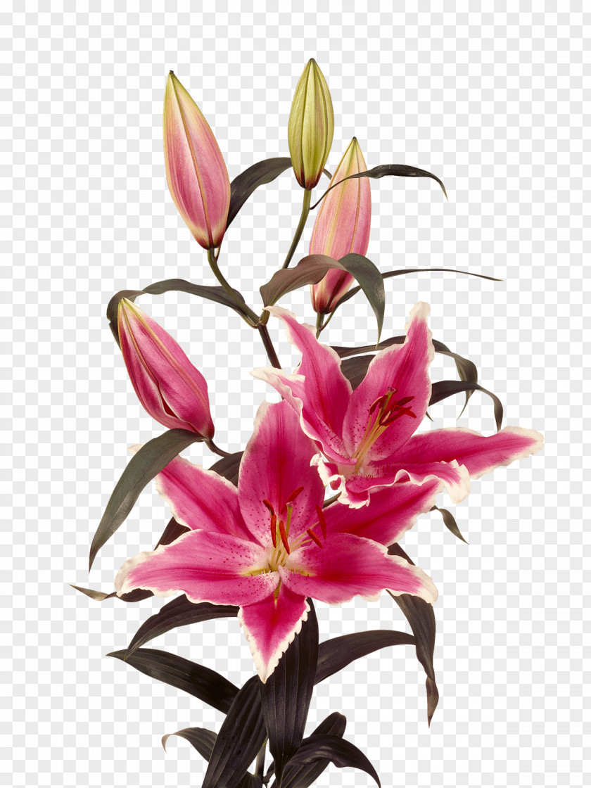 Lily Bulb Ravenna Oriental Hybrids Royal Van Zanten PNG