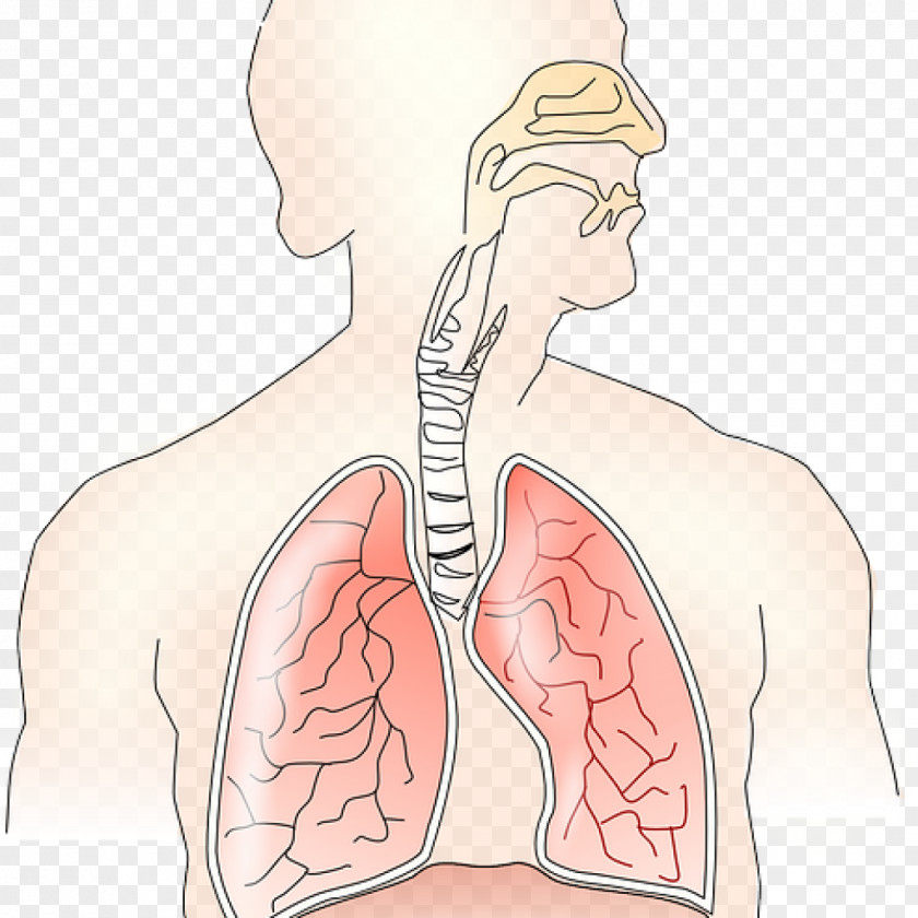 Lungs Respiratory System Breathing Exhalation Lung Inhalation PNG