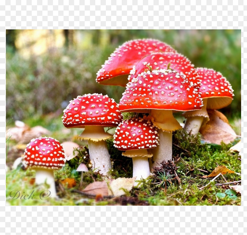 Mushroom Amanita Muscaria Death Cap Edible Fungus PNG