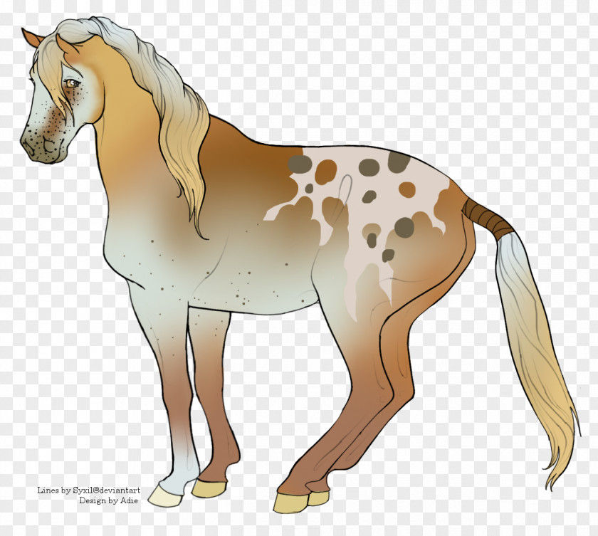 Mustang Mule Foal Stallion Colt Mare PNG