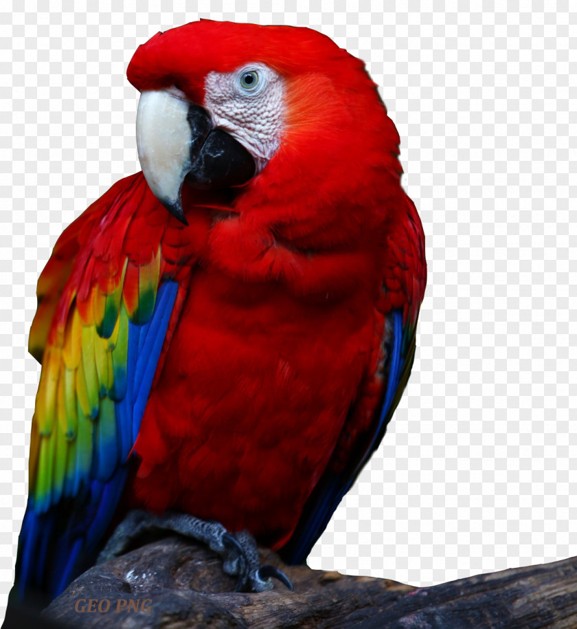 Parrot Bird Desktop Wallpaper High-definition Television 1080p PNG