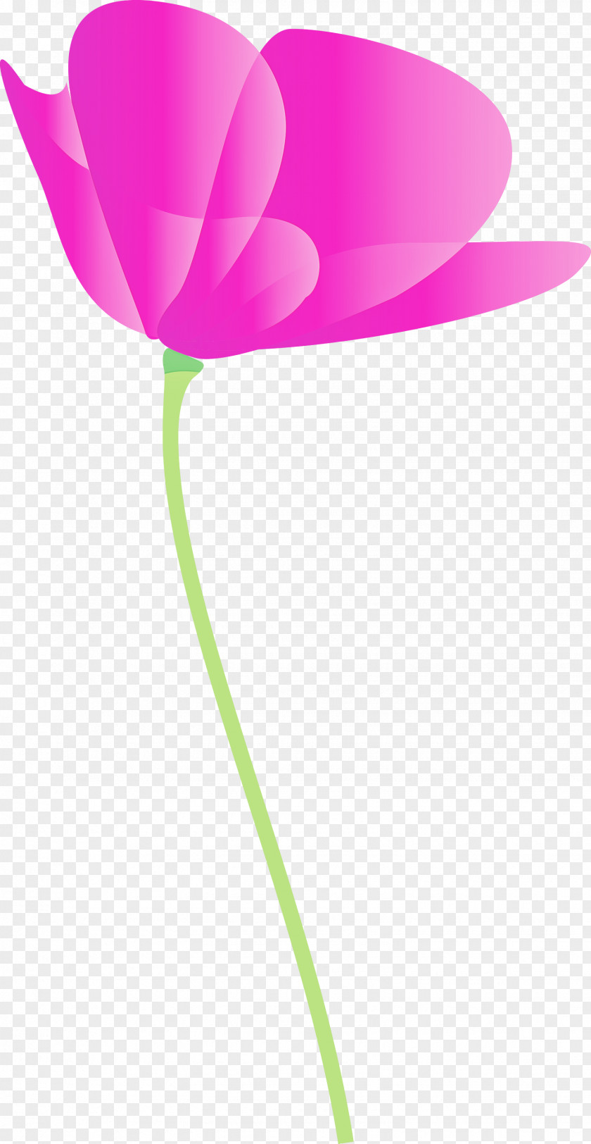 Poppy Flower PNG