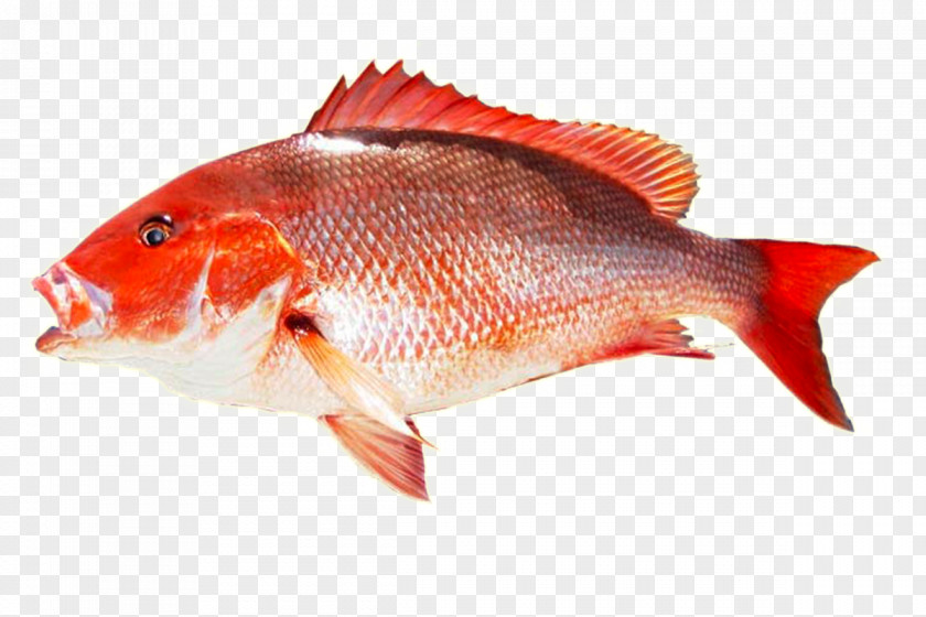 Red Fish Northern Snapper Yellowtail Amberjack Seafood King Mackerel PNG