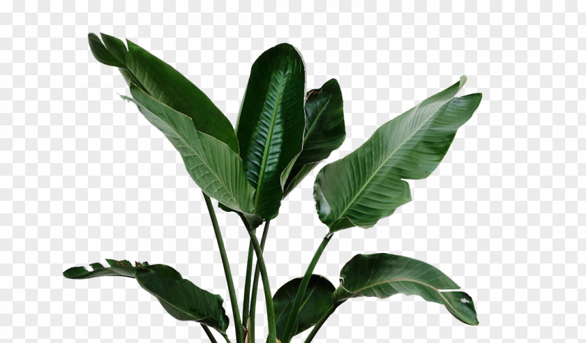 Banana Leaves Green Houseplant Watering Can PNG