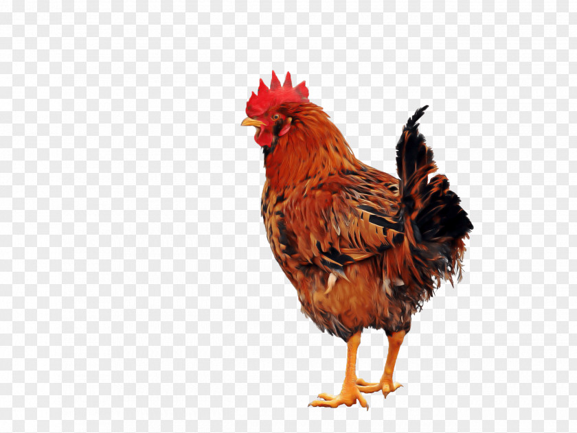 Livestock Poultry Bird Chicken Rooster Beak Comb PNG