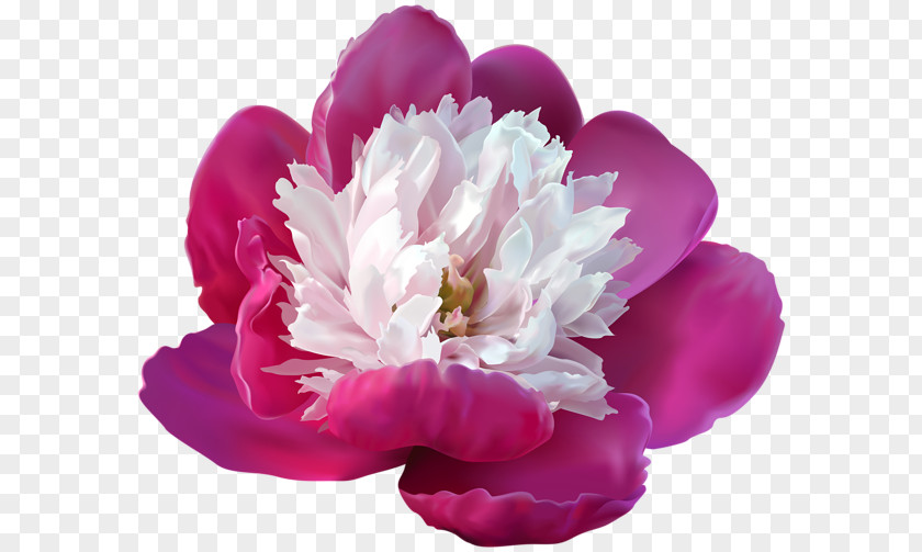 Peony Lossless Compression Clip Art PNG
