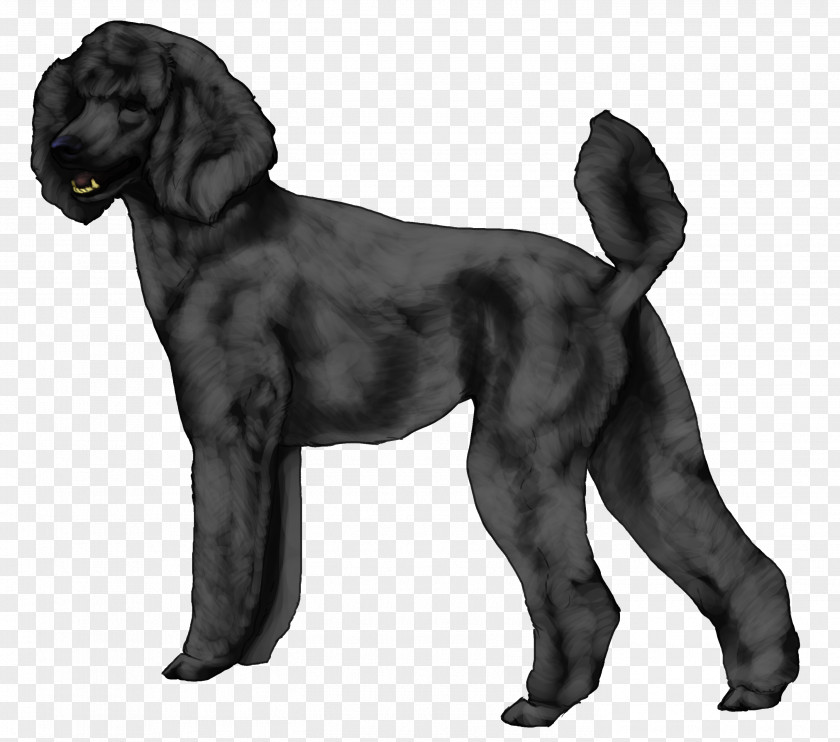 Toy Poodle Field Spaniel Boykin Flat-Coated Retriever Portuguese Water Dog Breed PNG