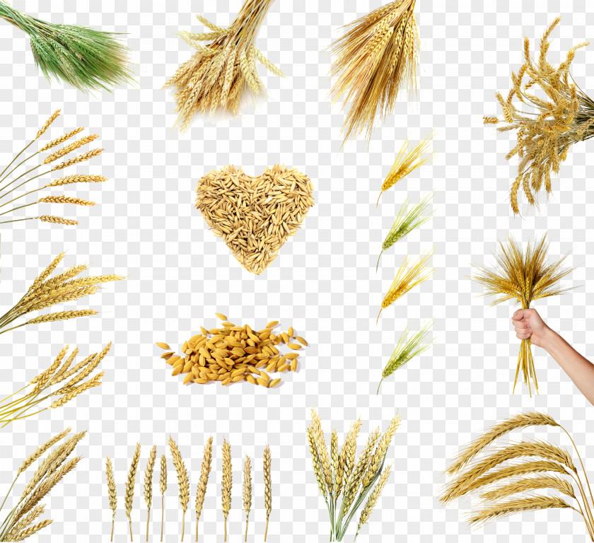 Variety Of Wheat Options Rice Grain Cereal Oryza Sativa PNG