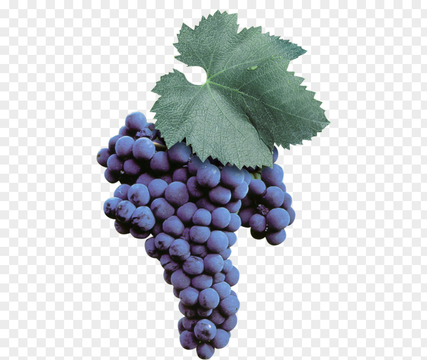Wine Sultana Malvasia Uva Di Troia Grape PNG