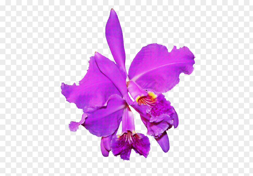 Cut Flowers Christmas Orchid Flower Cattleya Labiata Violet Purple Plant PNG