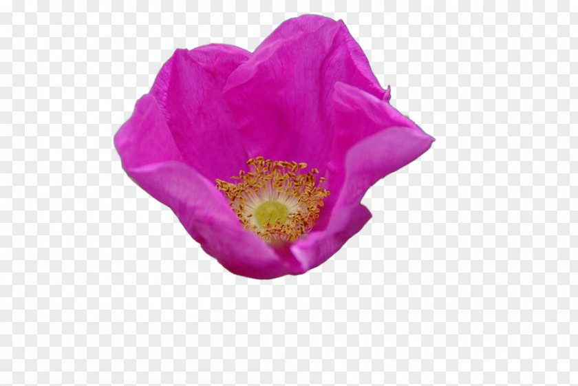 Daffodil Naver Blog Poppies Opium Poppy Petal PNG