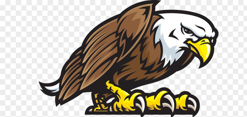 Eagle Bald Golden Clip Art PNG