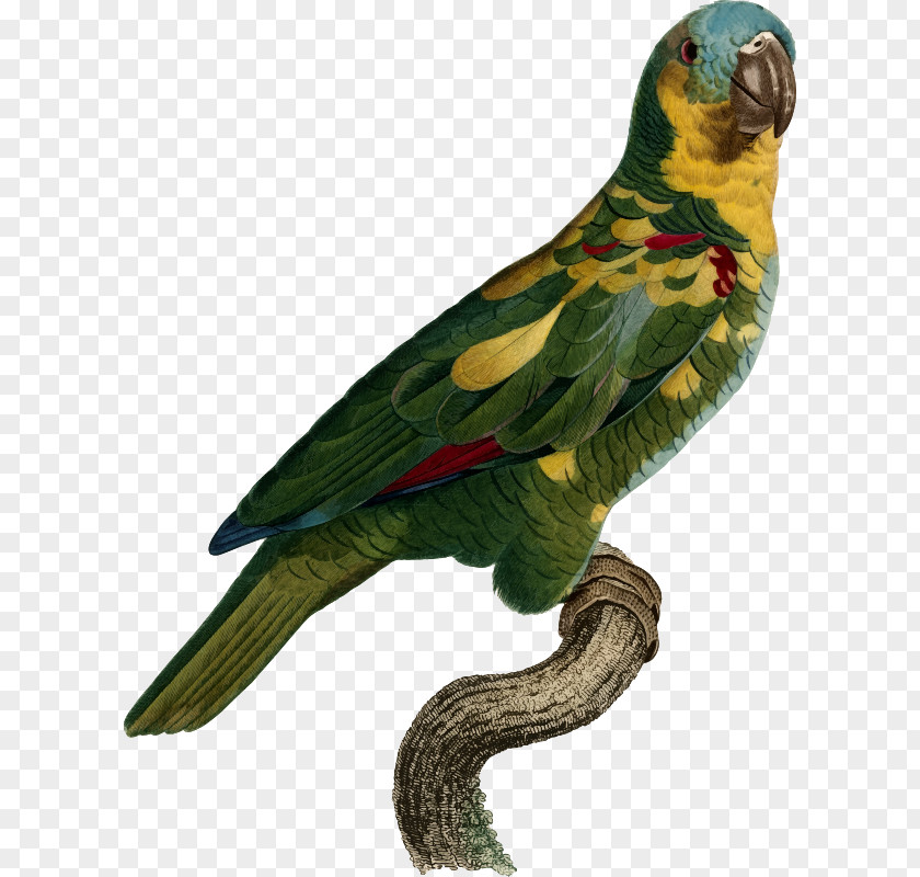Parrot Superb Bird Histoire Naturelle Des Perroquets Macaw PNG