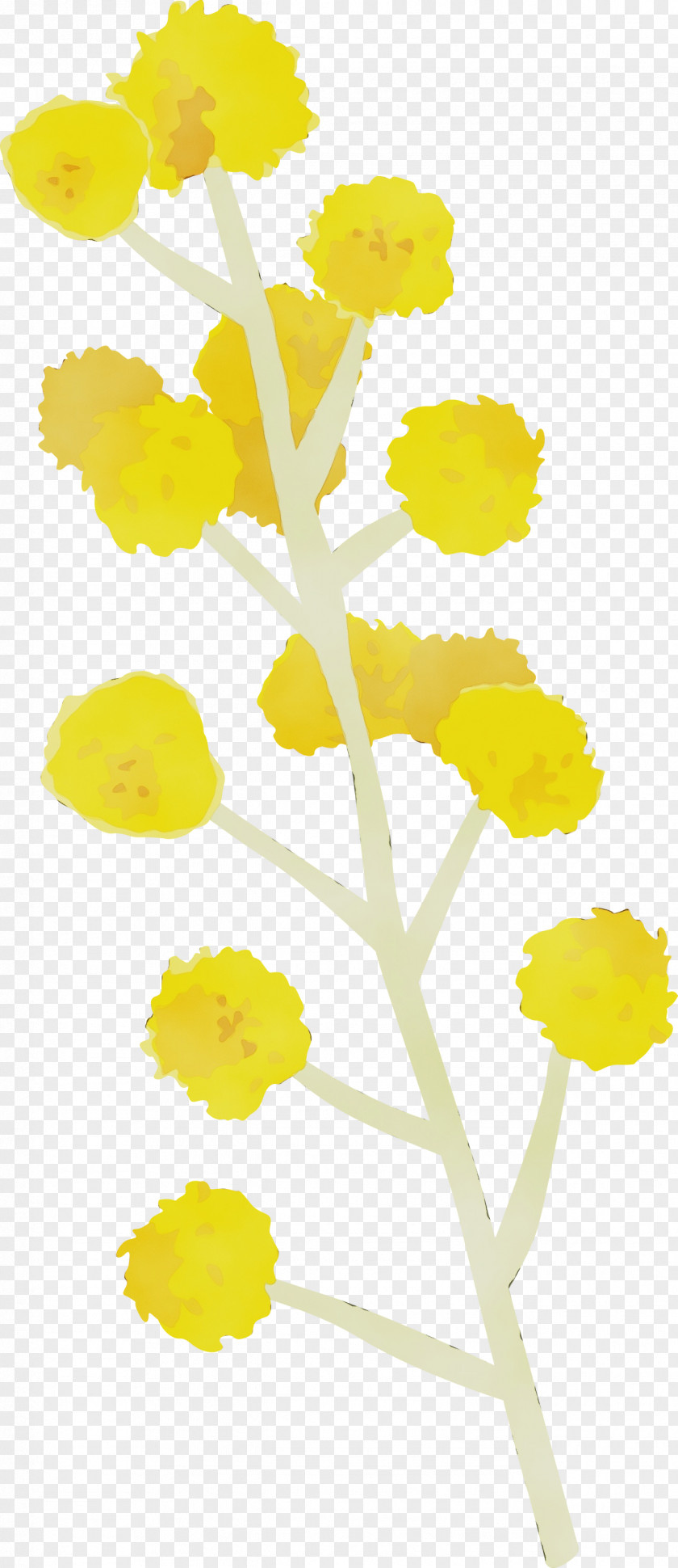 Yellow Flower Plant Cut Flowers Stem PNG
