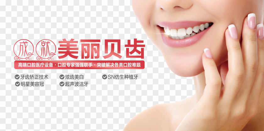 Beautiful Shell Tooth Human Dentistry Whitening PNG