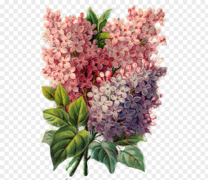 Lilac Shrub Archive File PNG