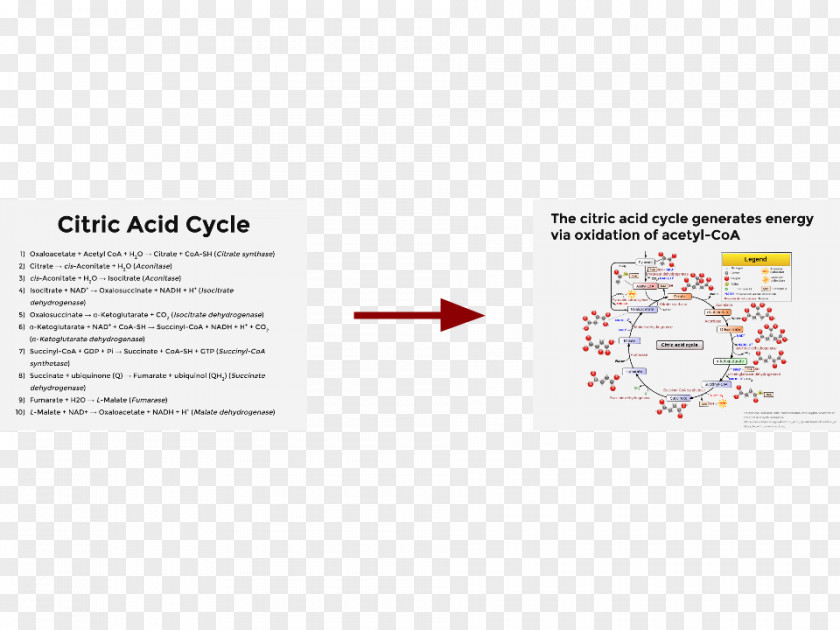 Line Citric Acid Cycle Brand Hans Adolf Krebs Font PNG