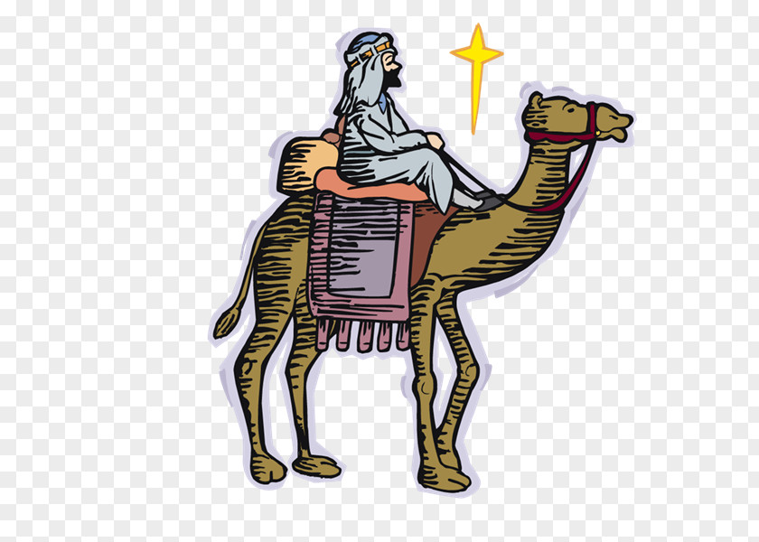 Camel Dromedary Equestrian PNG