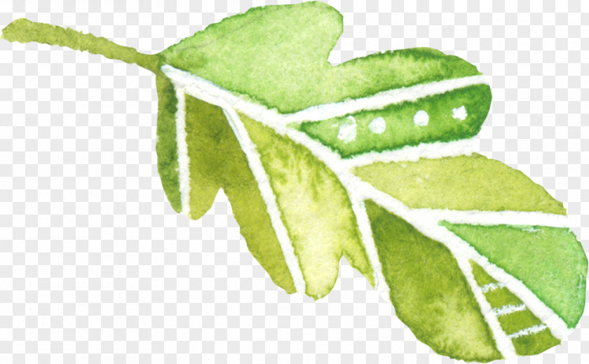 Hand-painted Watercolor Green Leaf Decoration Elements Painting PNG