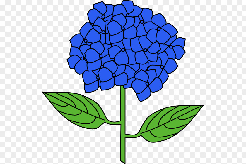 Hydrangea Cliparts French Flower Drawing Clip Art PNG