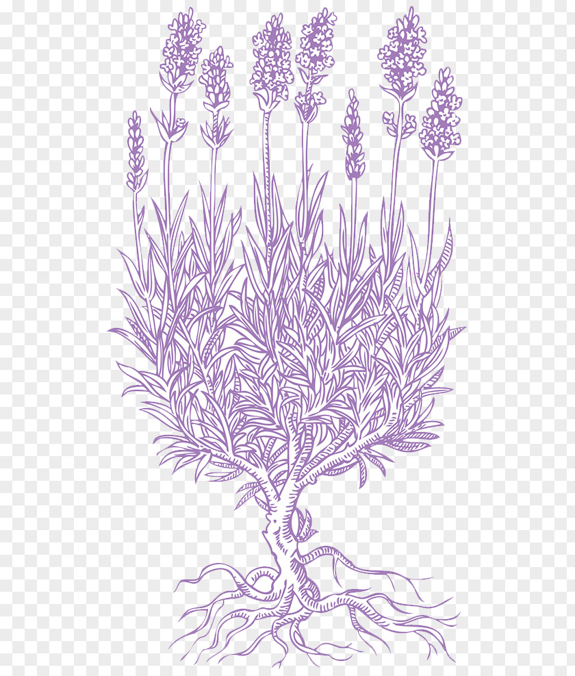 Lavender Line Drawing Petal PNG