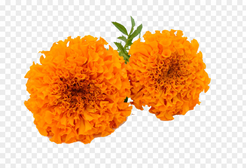 Marigold HD Calendula Officinalis Clip Art PNG