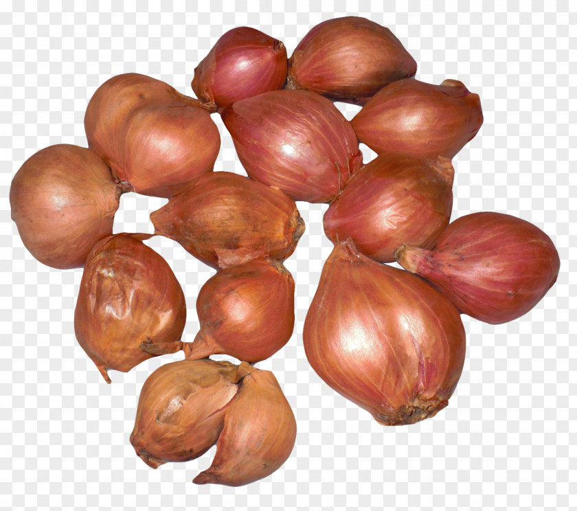 Onion Shallots Shallot Vegetable Scallion French Cuisine PNG