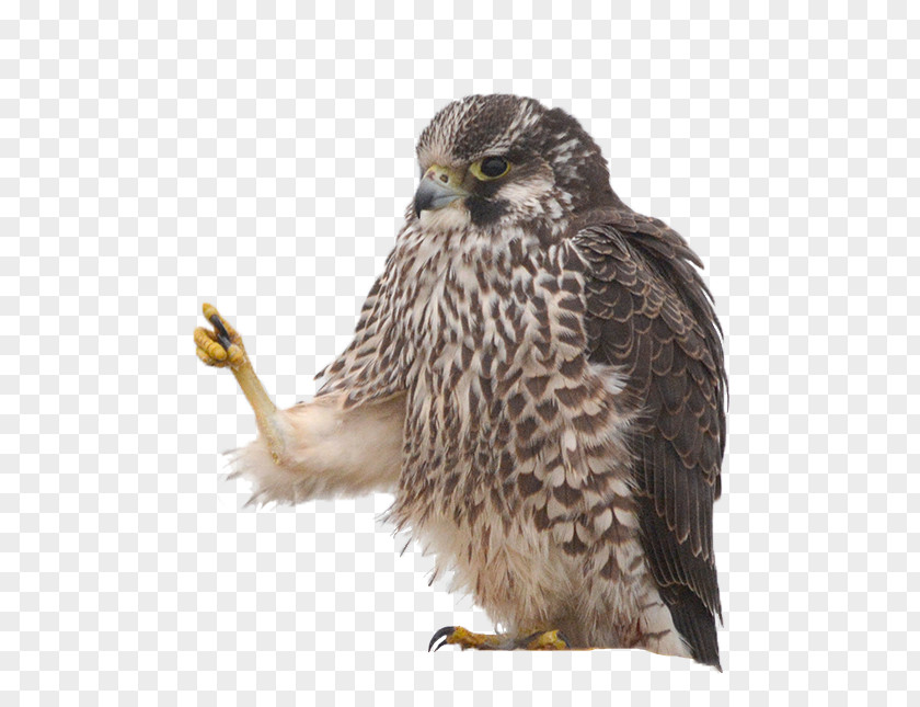 Owl Hawk Common Buzzard Eagle PNG