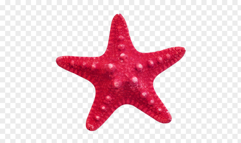 Red Starfish Clip Art PNG