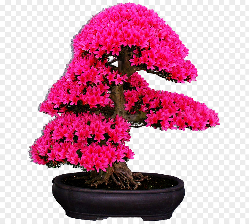 Cherry Blossom Japanese Maple Bonsai Seed PNG