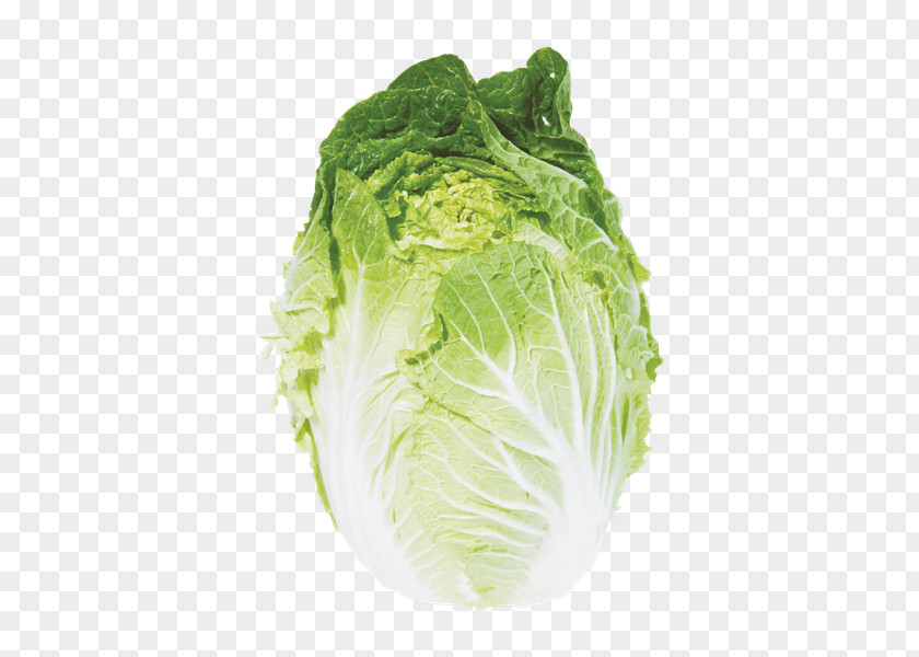 Chinese Cabbage Romaine Lettuce Savoy Napa Cuisine Spring Greens PNG