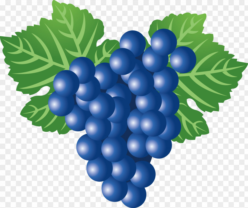 Grape Vector Fruit Worksheet Flashcard First Grade PNG