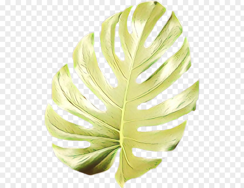 Leaf Vegetable Arum Family Green Background PNG