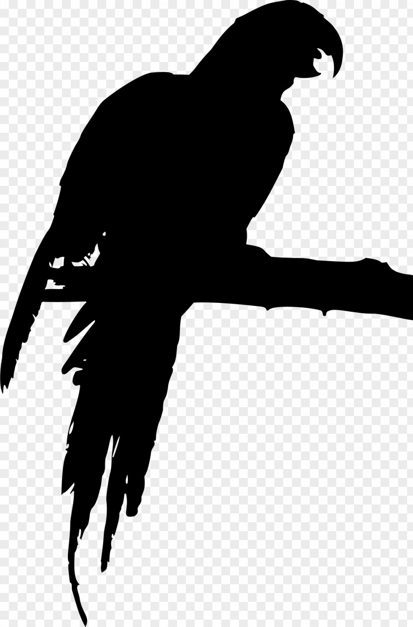 Skonto Hall Beak Bird Of Prey Clip Art PNG