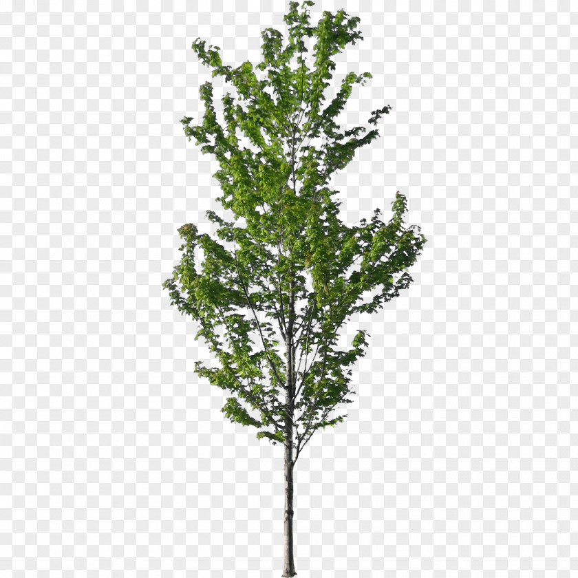 Tree American Sycamore Norway Spruce Architecture PNG