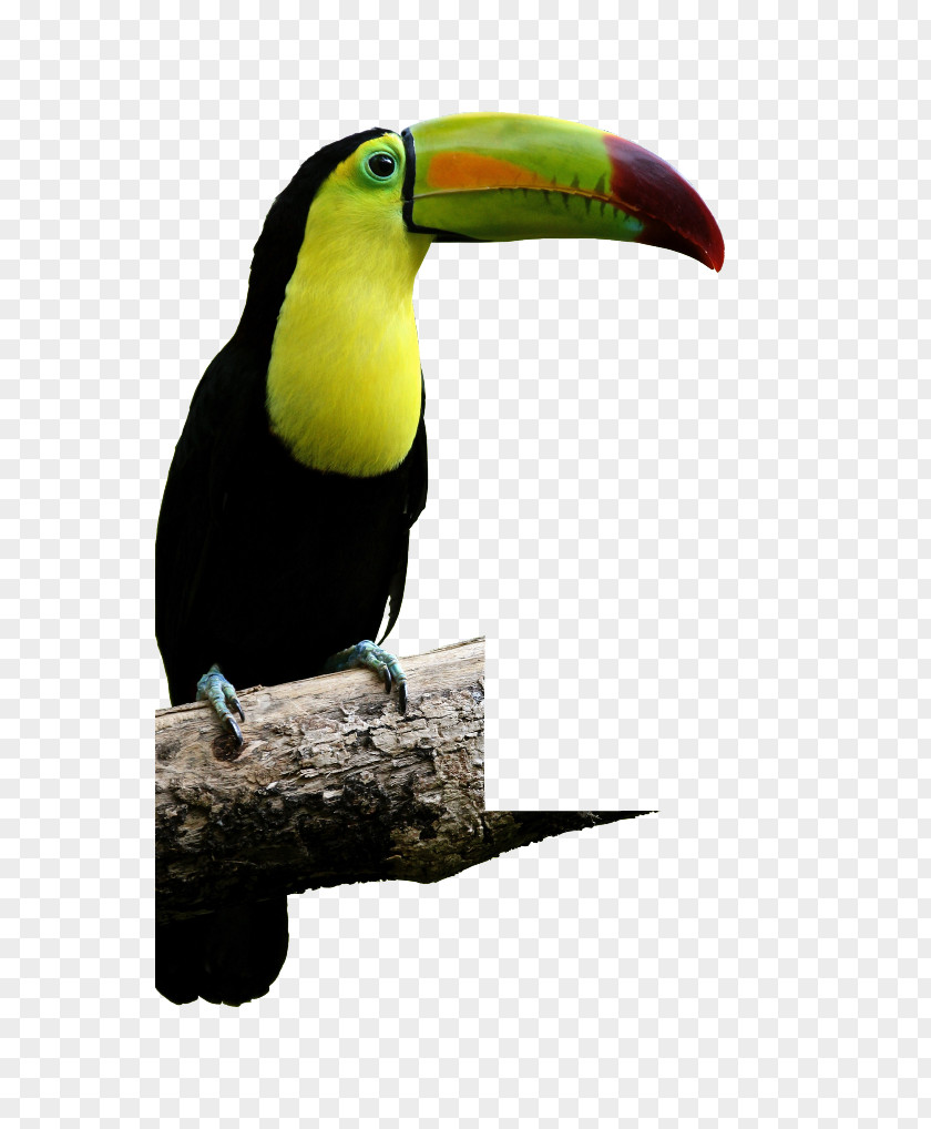 Bird Reptile Macaw Keel-billed Toucan Aracari PNG