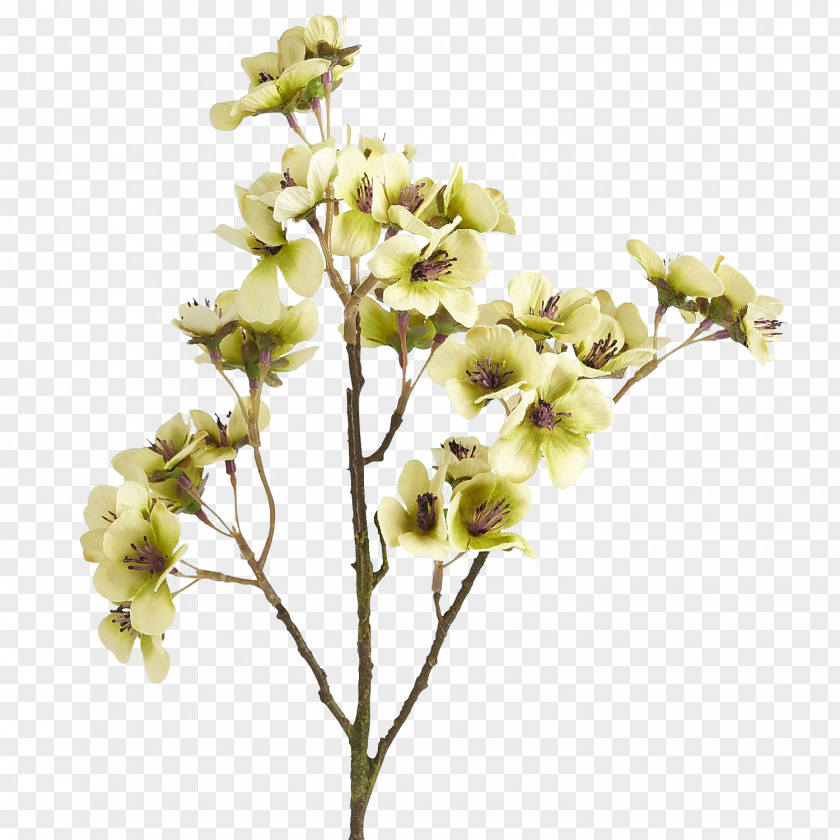 Chinese Flower Cut Flowers Brown Color PNG