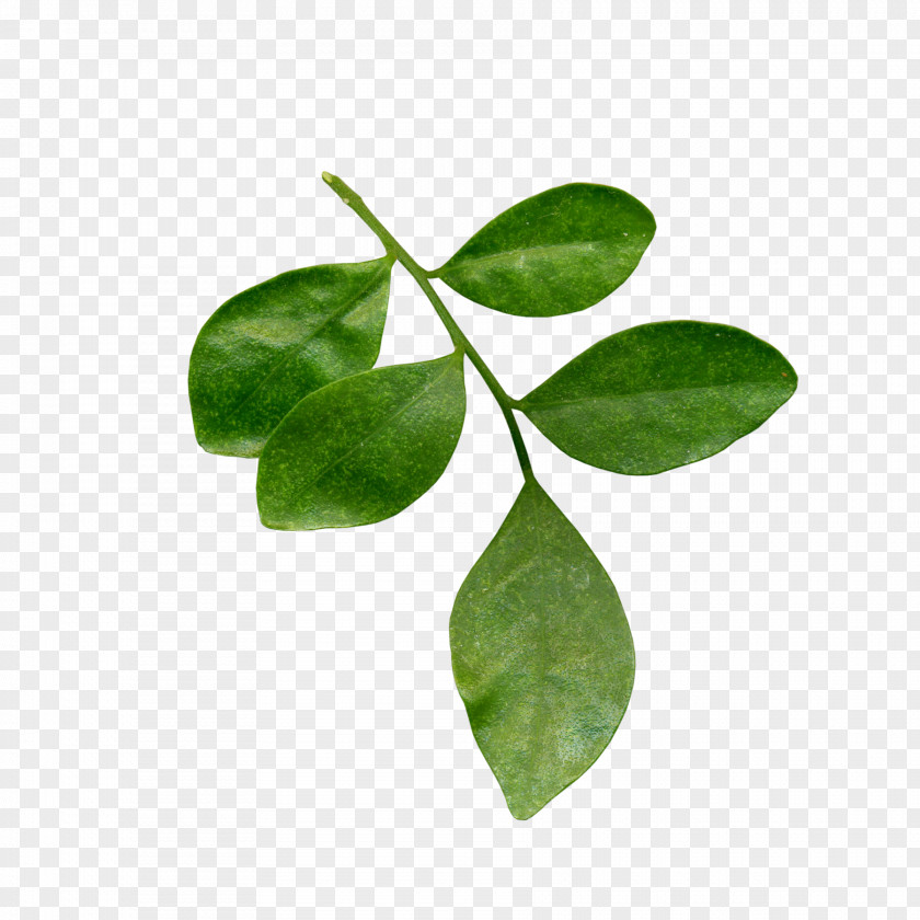 Clover Leaf Tea Plant Stem Branch PNG
