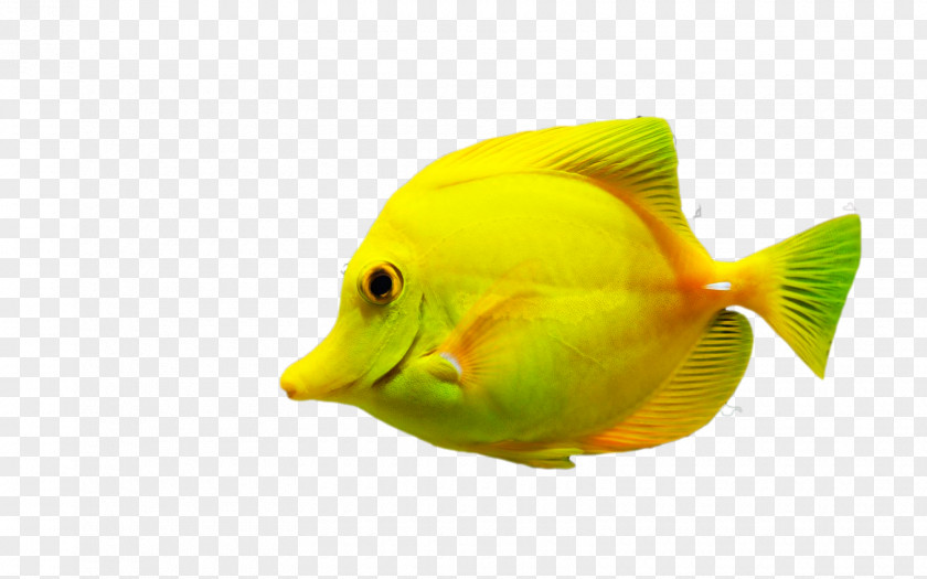 Fish Computer Software Seawater PNG