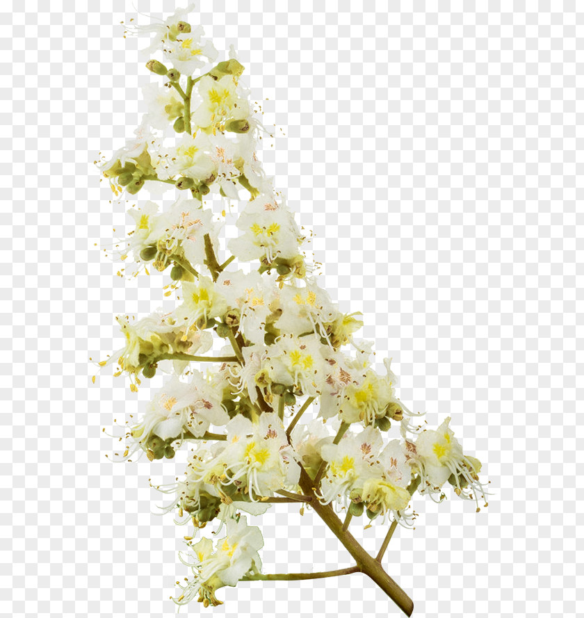 Flower Floral Design Cut Flowers Bouquet Cherry Blossom PNG