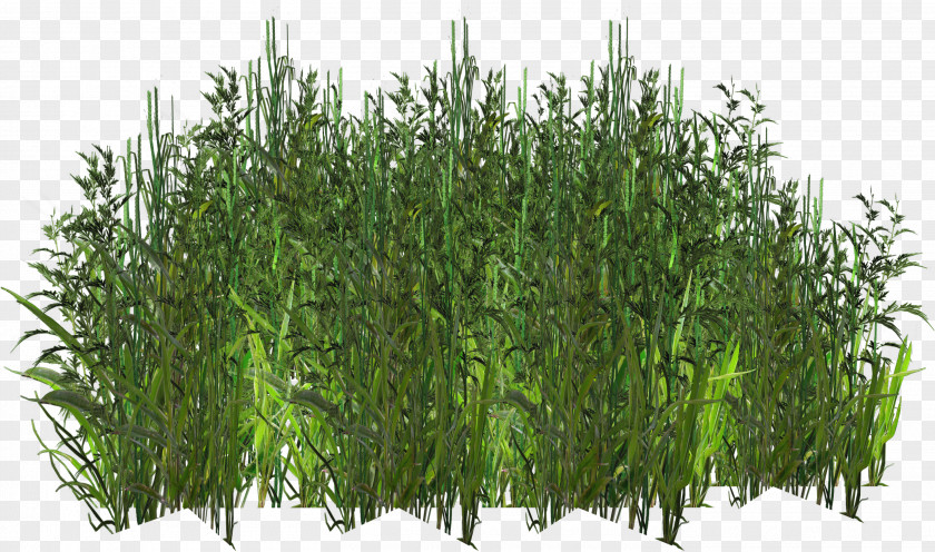 Grass Herbaceous Plant Digital Image Tree PNG