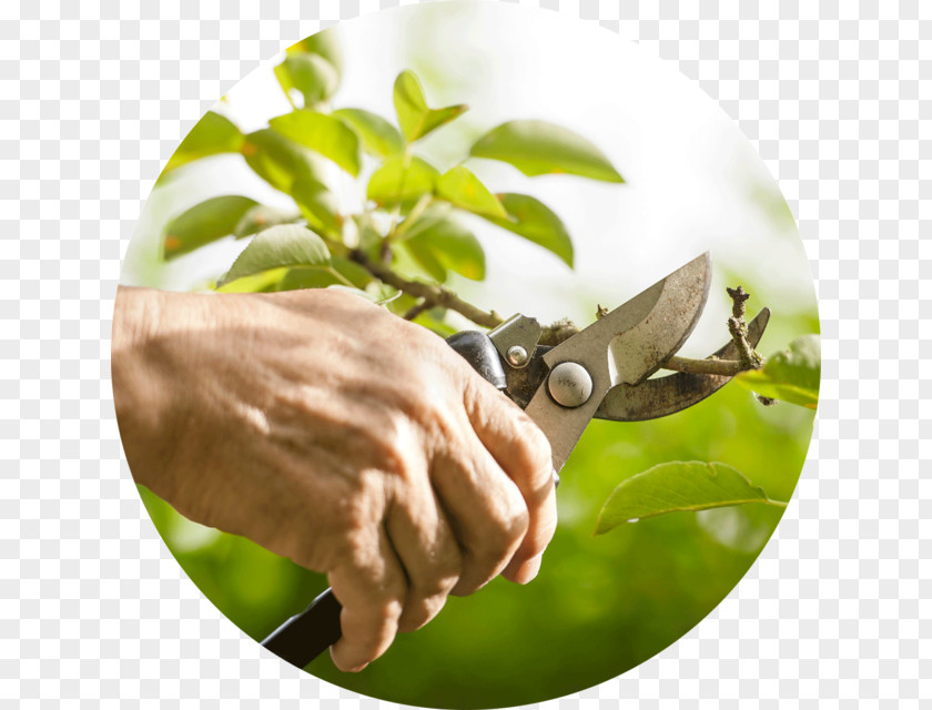 Pruning Fruit Tree Branch Shrub PNG