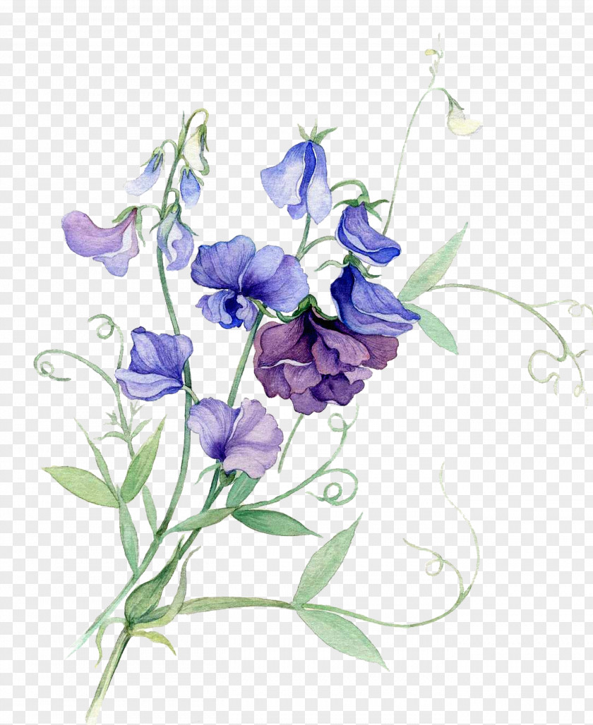 Bouquet Of Flowers Cartoon Pictures Watercolor Painting Flower Sweet Pea PNG