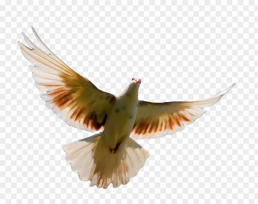 Flies Bird Flight Homing Pigeon Columbidae Parrot PNG