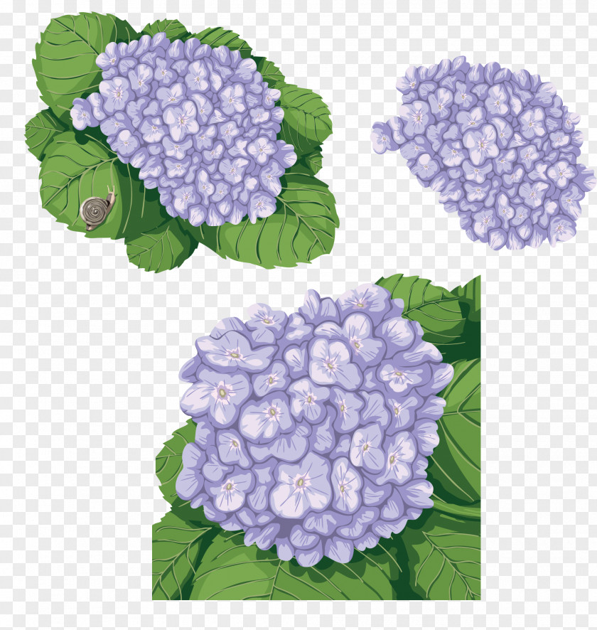 Hand Painted Cactus French Hydrangea Flower Clip Art PNG