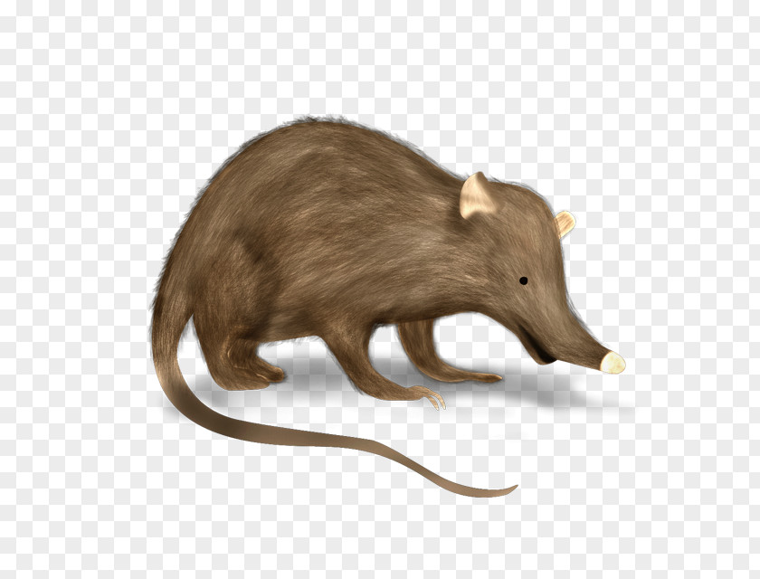 Medes Hispaniolan Solenodon Venomous Mammal PNG