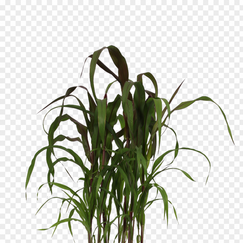 Pennisetum Chinese Fountain Grass Ornamental Lampepoetsergras Plants Product PNG