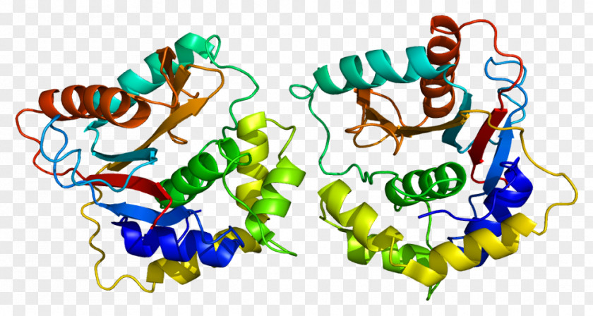 Protein Ubiquitin Carboxy-terminal Hydrolase L1 Deubiquitinating Enzyme PNG