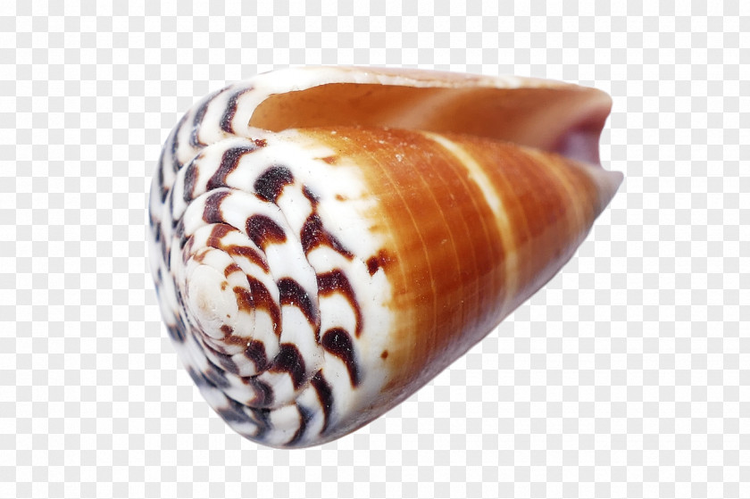 Seashell Molluscs Conchology PNG